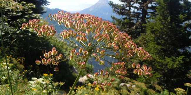 Le sermontain (Laserpitium siler) : Une perle des montagnes