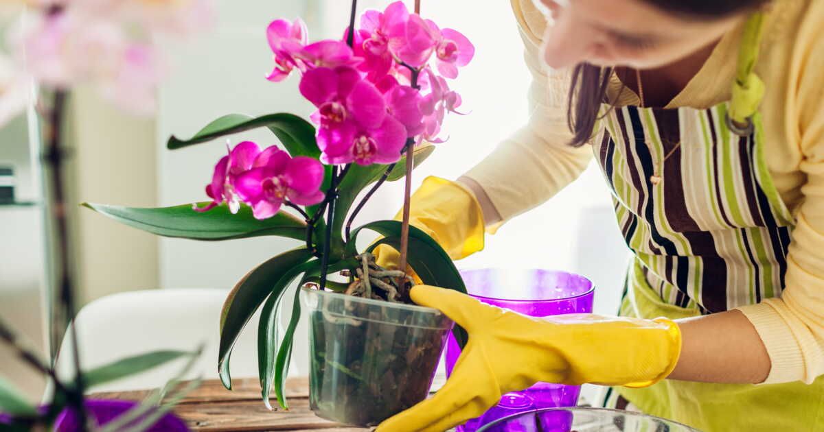 Une astuce surprenante pour prolonger la vie de vos orchidées