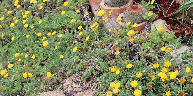 Cotule hérissée : un couvre-sol résistant à la sécheresse