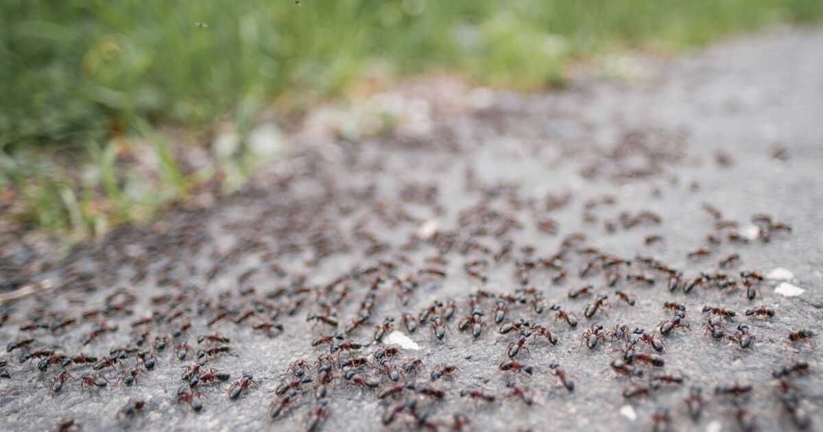 Un remède naturel efficace pour chasser les fourmis de votre jardin