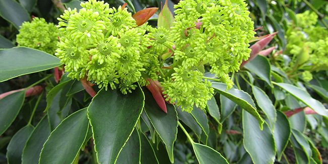 À la découverte de l'arbre aux roues