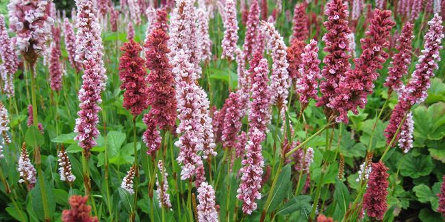 Persicaire amplexicaule : la star des jardins