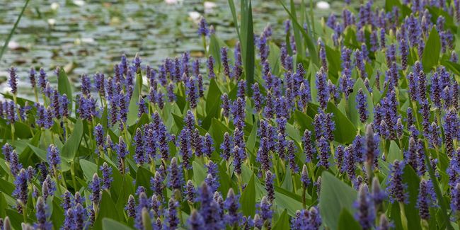 Pontédérie (Pontederia cordata) : une plante aquatique à vous émerveiller