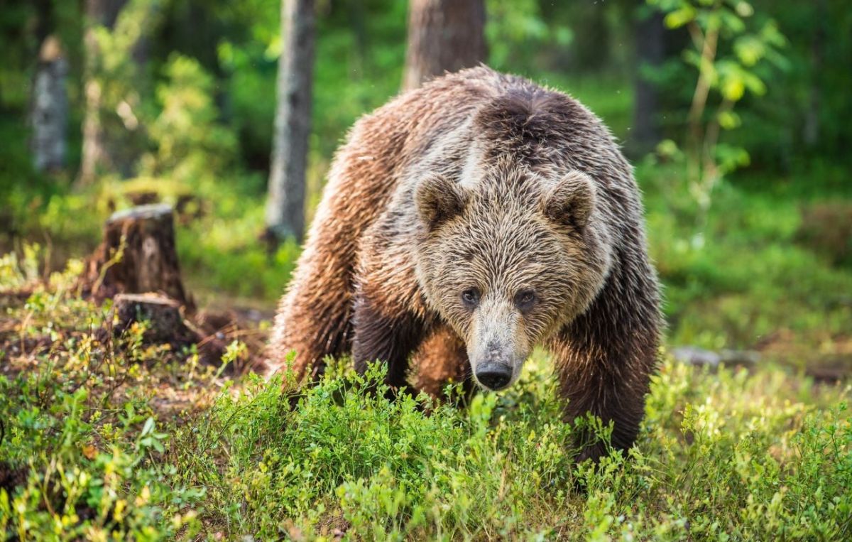 Cinq pays européens demandent un assouplissement de la protection des ours