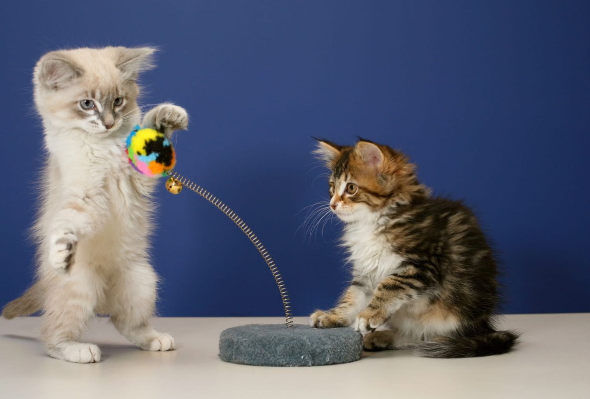 Les jouets incontournables pour le bonheur de votre chat