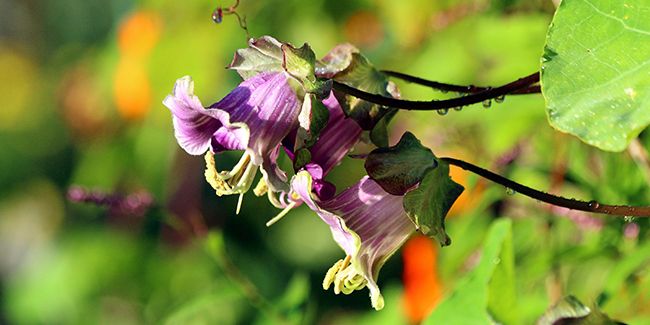 Cobée grimpante : une ascension florale colorée