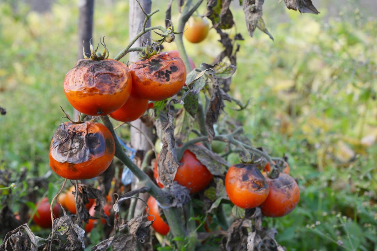 Les maladies des tomates : détection et solutions