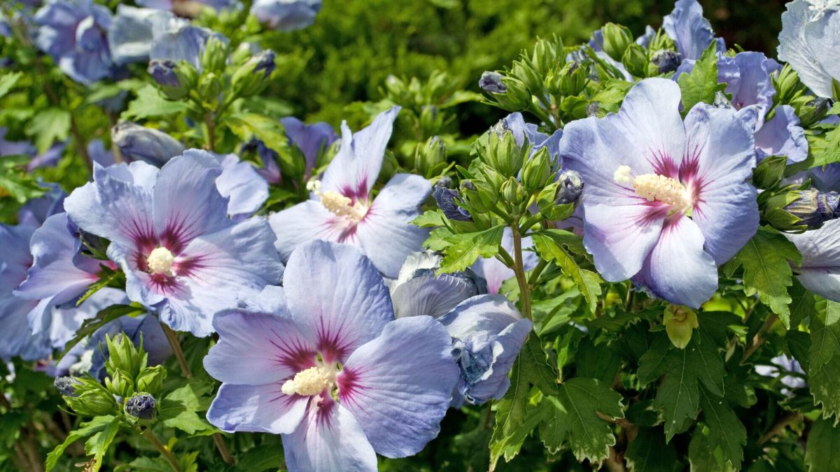 Comment préparer vos plantes au froid : astuces et conseils