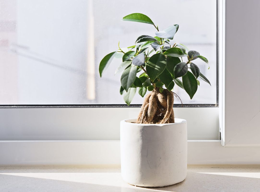Ficus ginseng : entretien, rempotage et taille du Ficus microcarpa