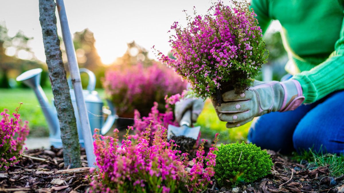 Jardinage: Les secrets pour maintenir vos bruyères en bonne santé d'année en année