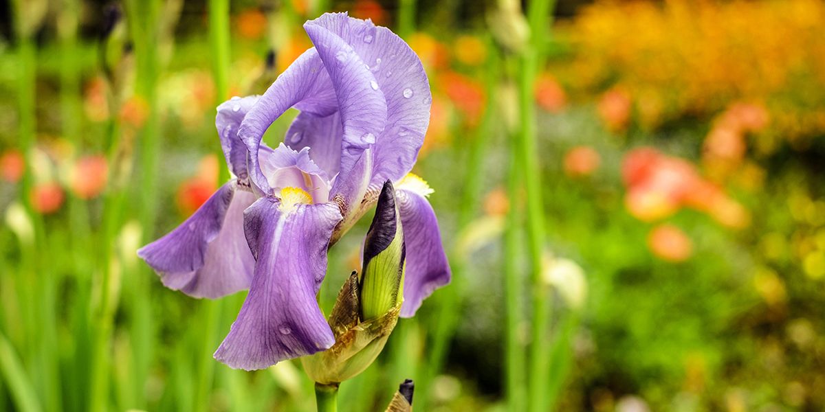 L'iris des jardins (Iris spp.) ou iris barbu