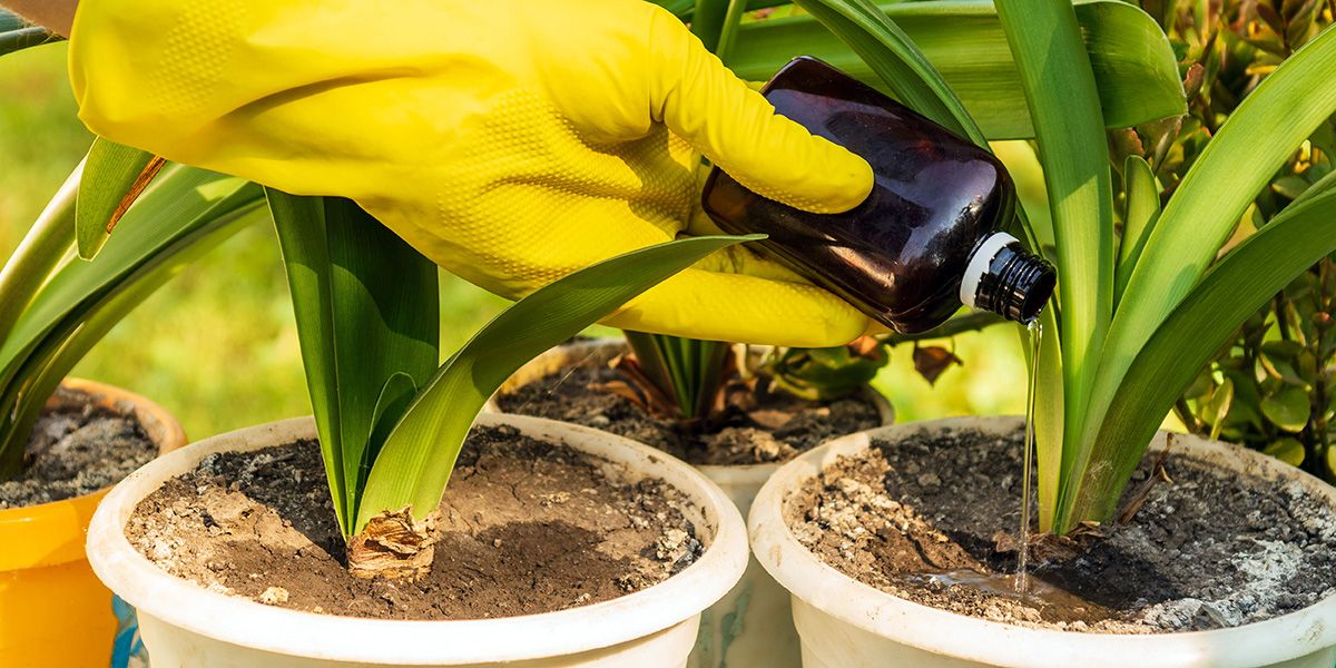 Les secrets des engrais liquides pour vos plantes d'intérieur