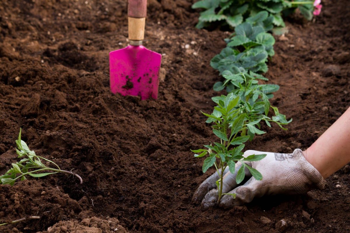 semis essentiels : 4 légumes à planter au potager début juillet