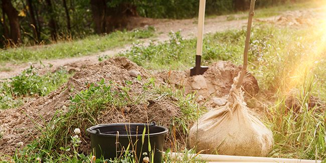 Comment bien espacer vos arbres et arbustes pour un jardin harmonieux