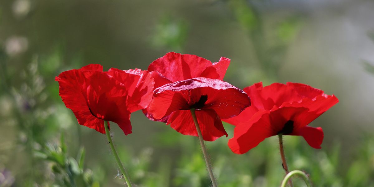 Le coquelicot : une renaissance florale à votre portée