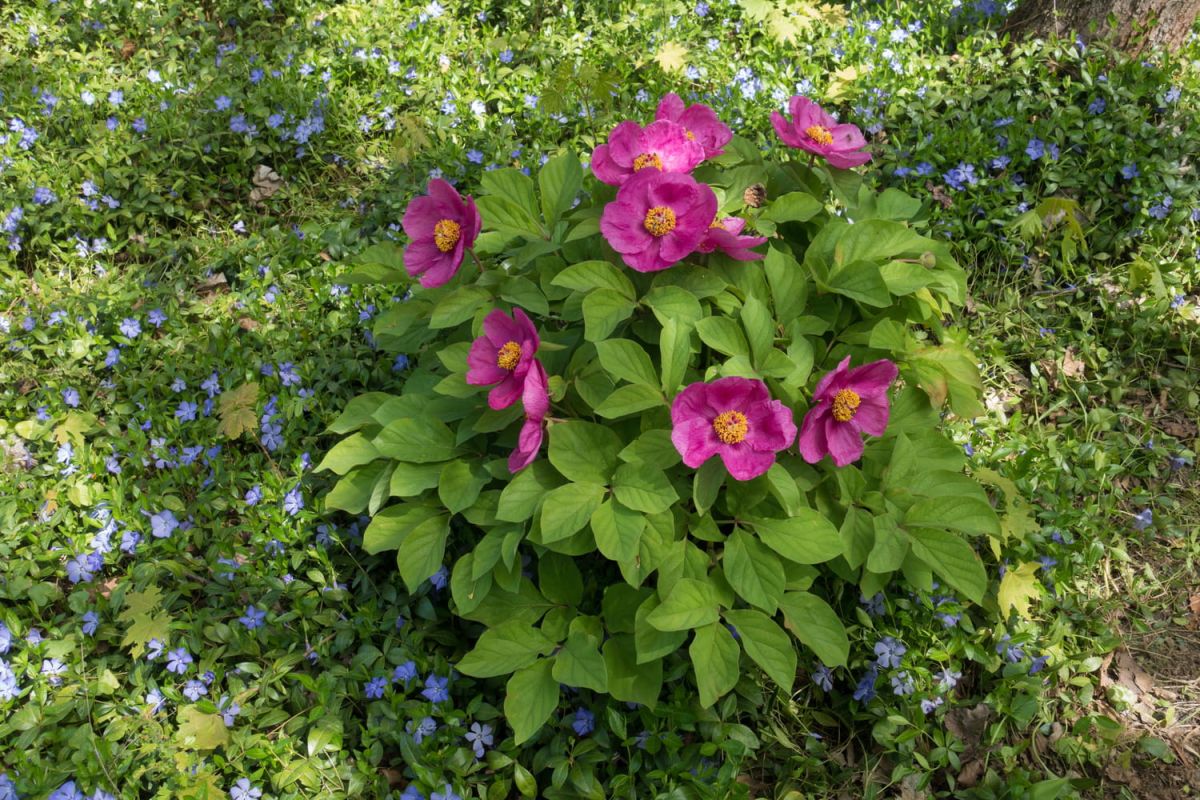 les plantes en danger : un cri d'alarme pour notre biodiversité