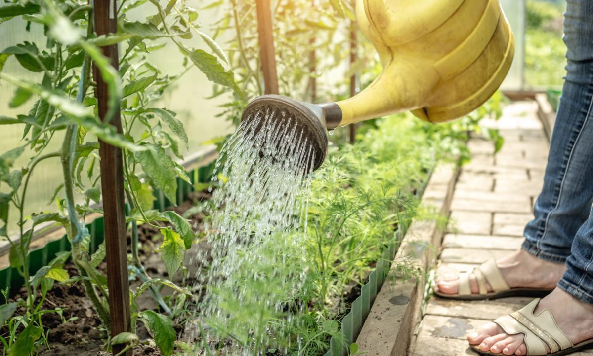 arrosage des plantes : le geste oublié qui change tout en été