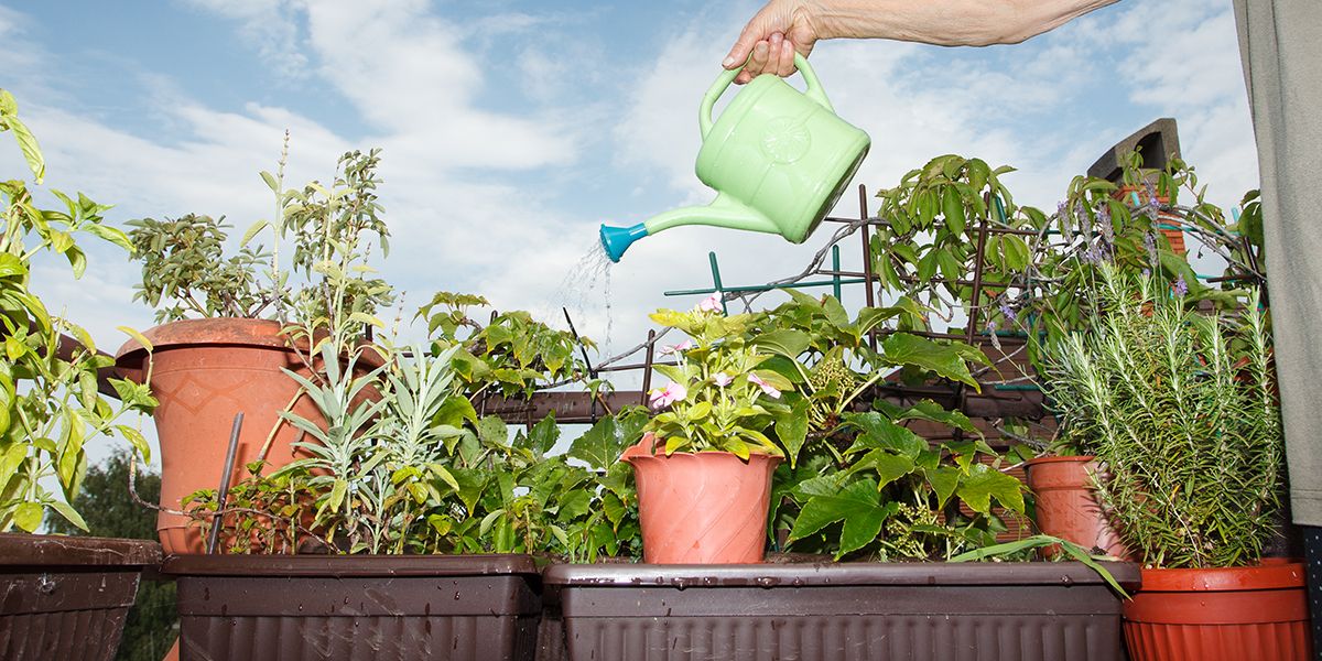 9 solutions pour réduire l'arrosage de ses plantes en pot