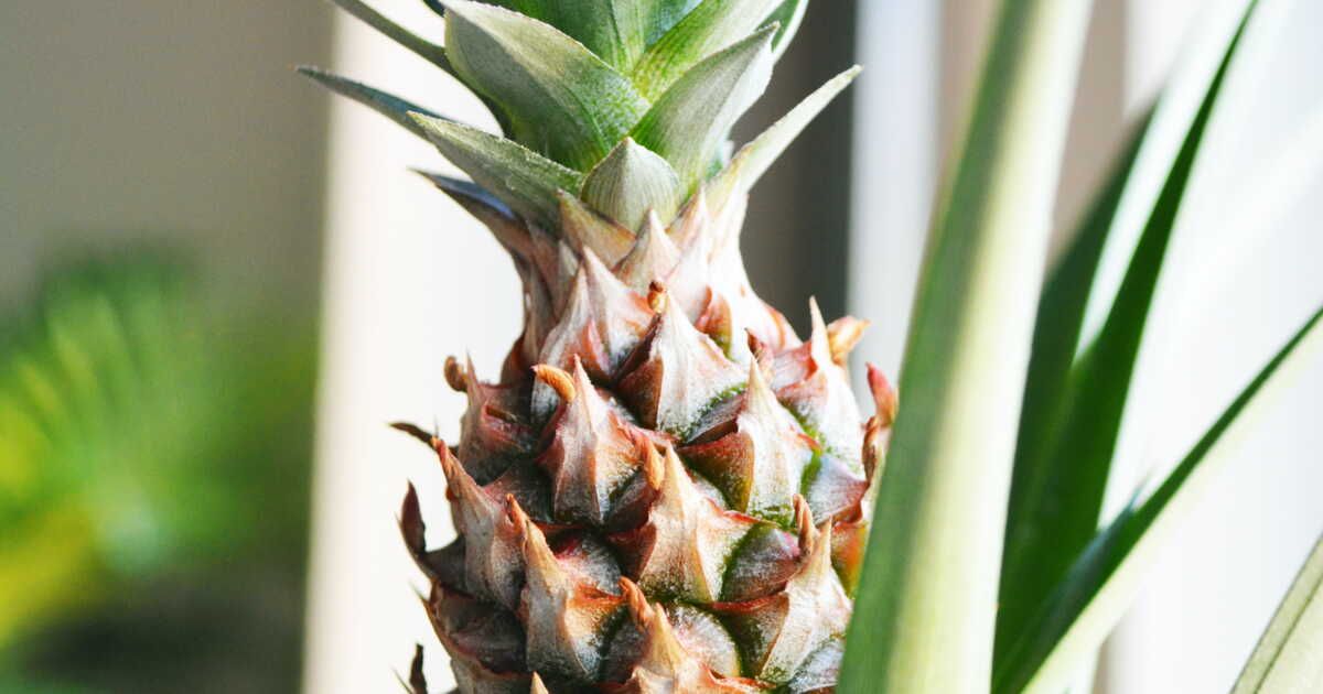 Transformez la tête d'ananas en une plante d'intérieur : l'astuce anti-gaspillage