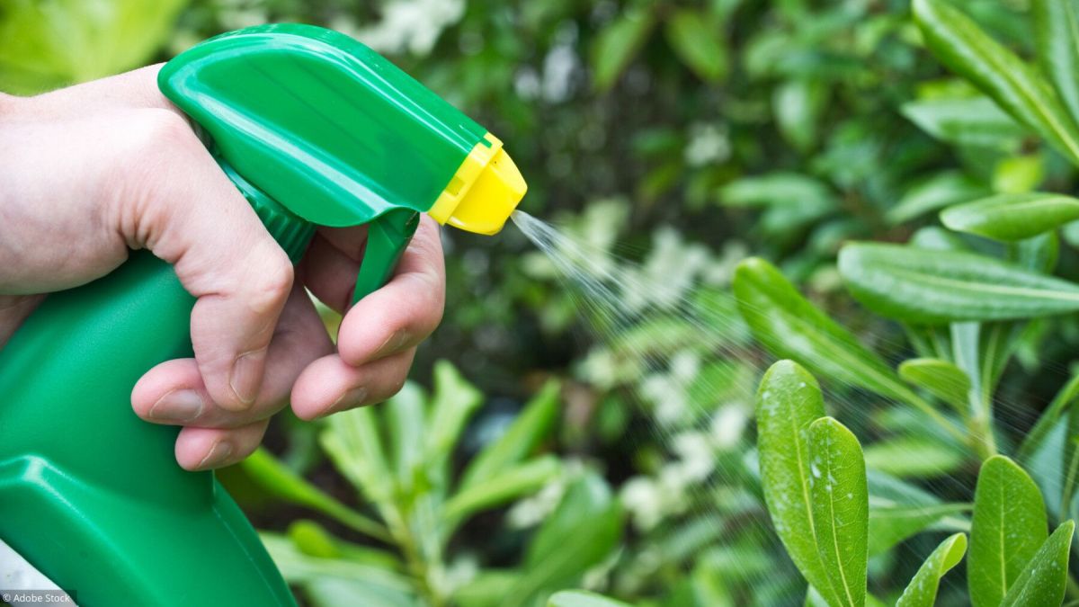 Les secrets pour garder vos plantes en santé