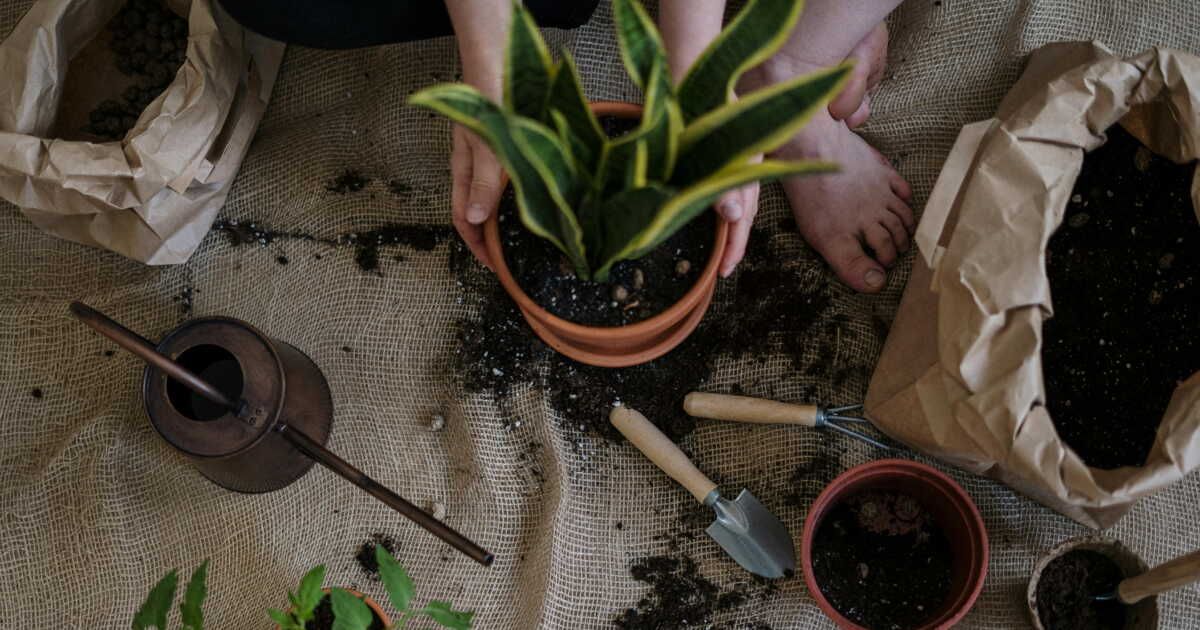 Les signes révélateurs qu'il est temps de changer le terreau de vos plantes