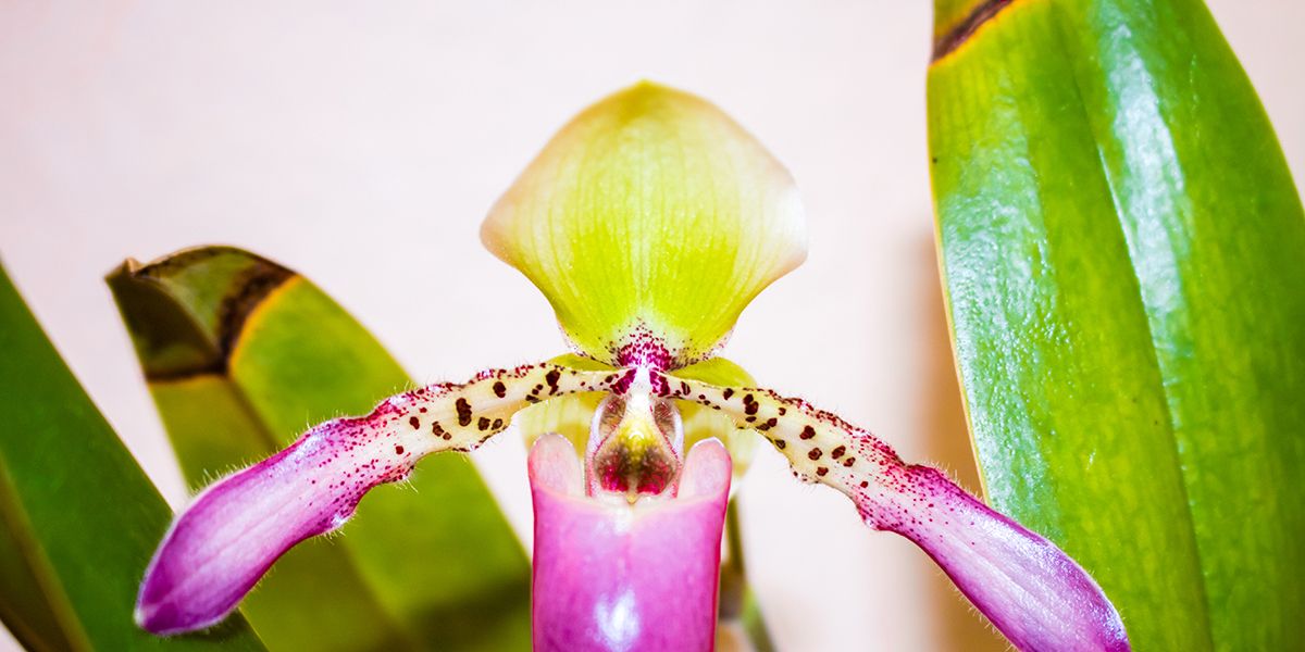 Pourquoi les feuilles de mon orchidée jaunissent-elles ? Est-ce alarmant ?
