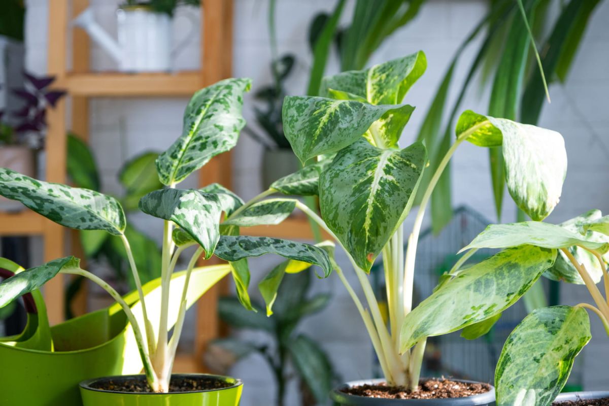 Quand les racines étouffent vos plantes : déjouez le chignon racinaire