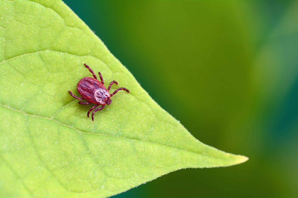 Une plante secrète pour éloigner les tiques du jardin et protéger vos proches