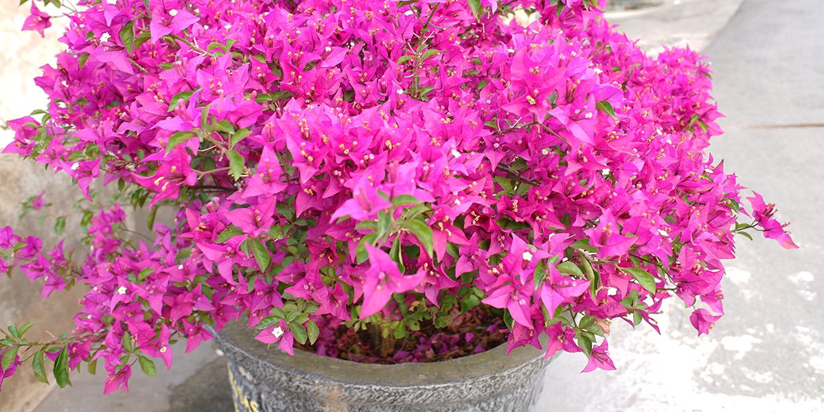 Comment conserver vos bougainvilliers en pot pendant l'hiver ?