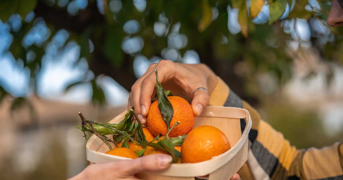 Comment donner une seconde vie aux peaux de clémentines