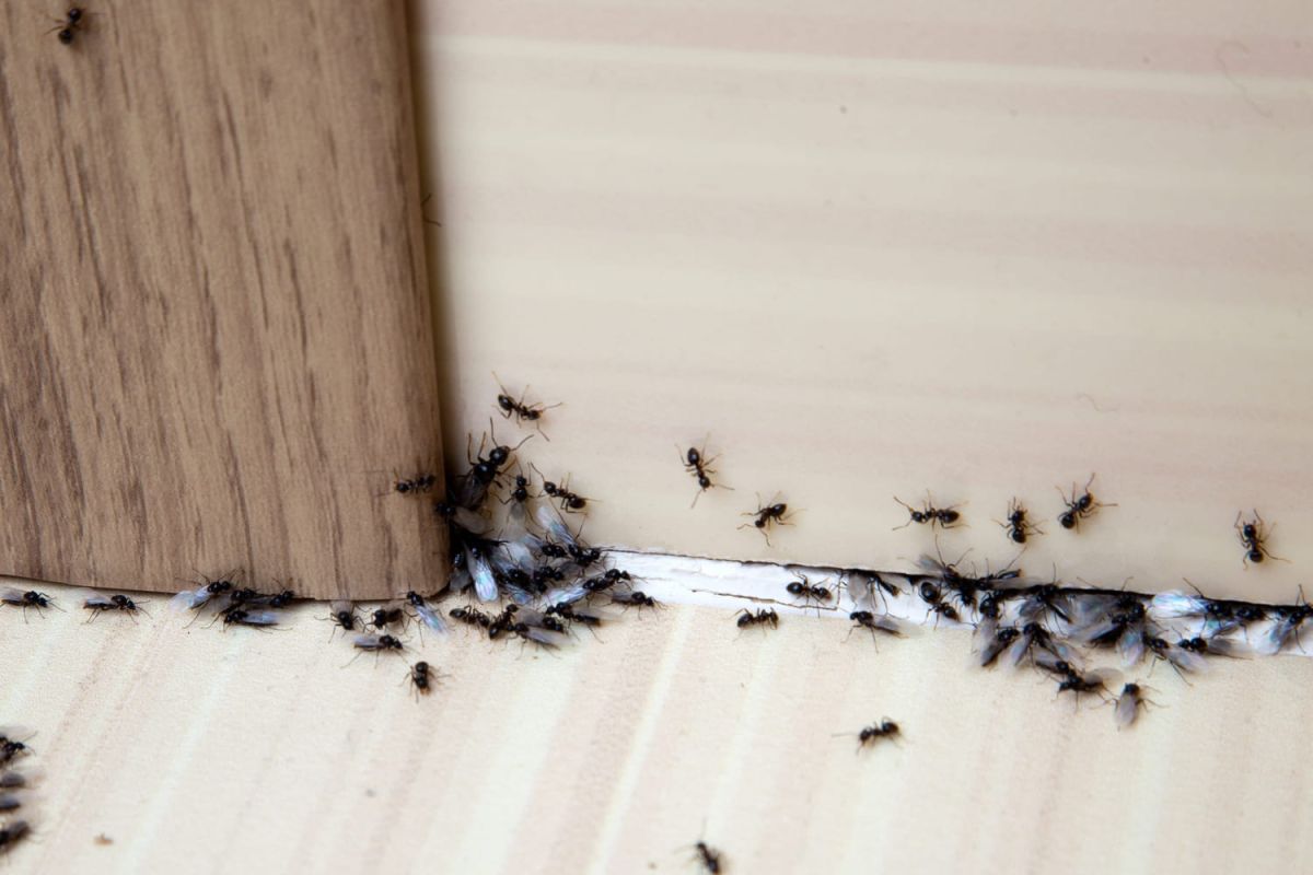 ce répulsif naturel à la lavande chasse les fourmis en un clin d'œil