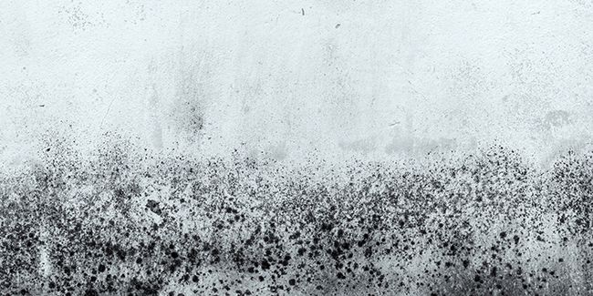 Des astuces efficaces pour éliminer les traces de moisissure chez vous