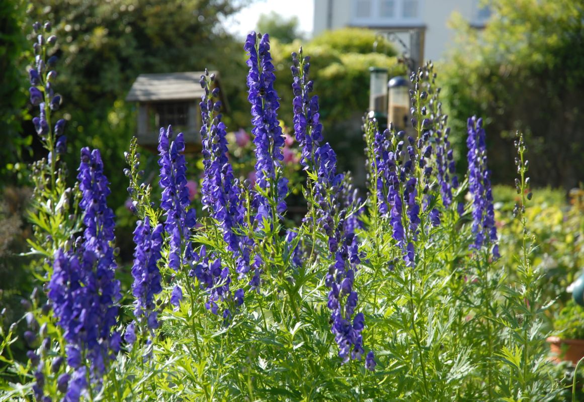 Les plantes toxiques du jardin : attention aux dangers cachés