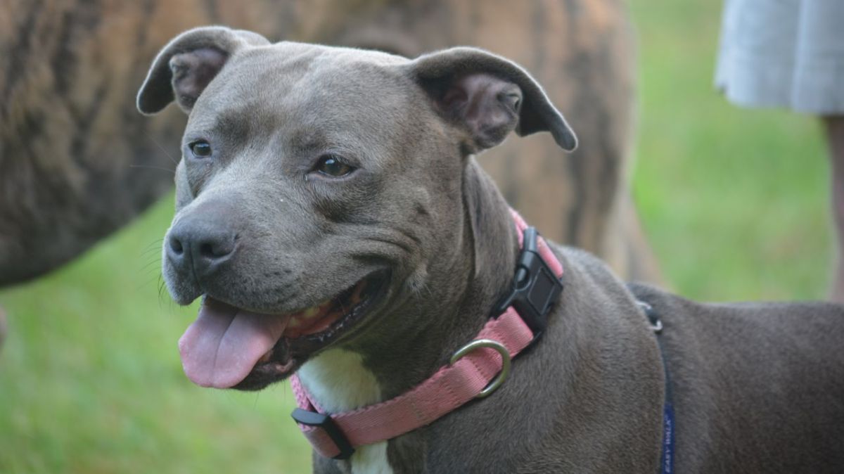 Un drame inattendu : un chien attaque mortellement un autre devant une école