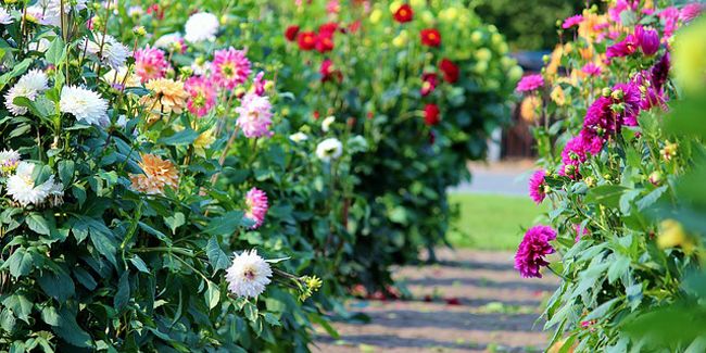 Les couleurs éclatantes de l'automne au jardin