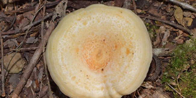 À la découverte des lactaires : reconnaître, ramasser et savourer ces champignons