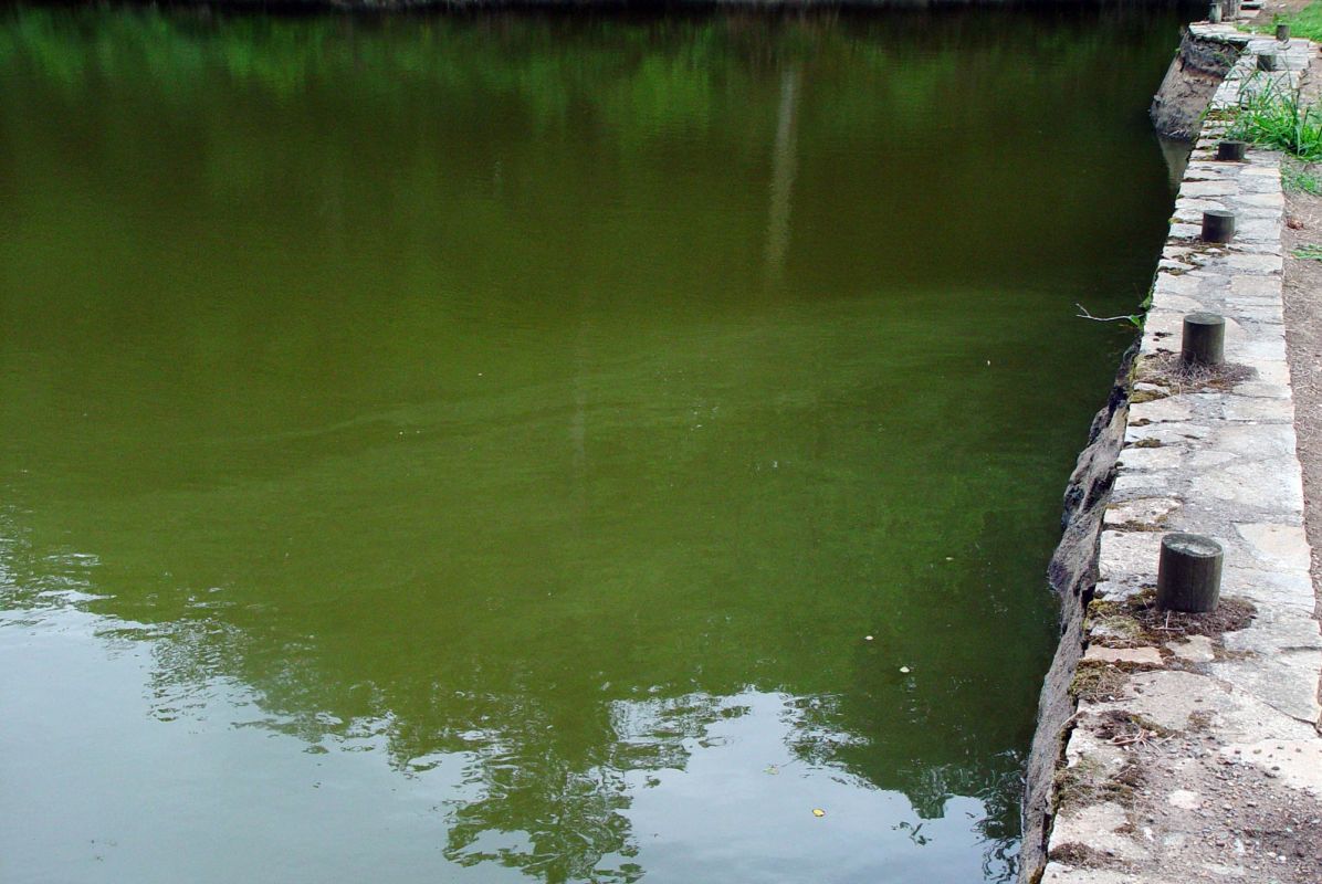 Alerte baignade : l’été propice à la prolifération de cyanobactéries