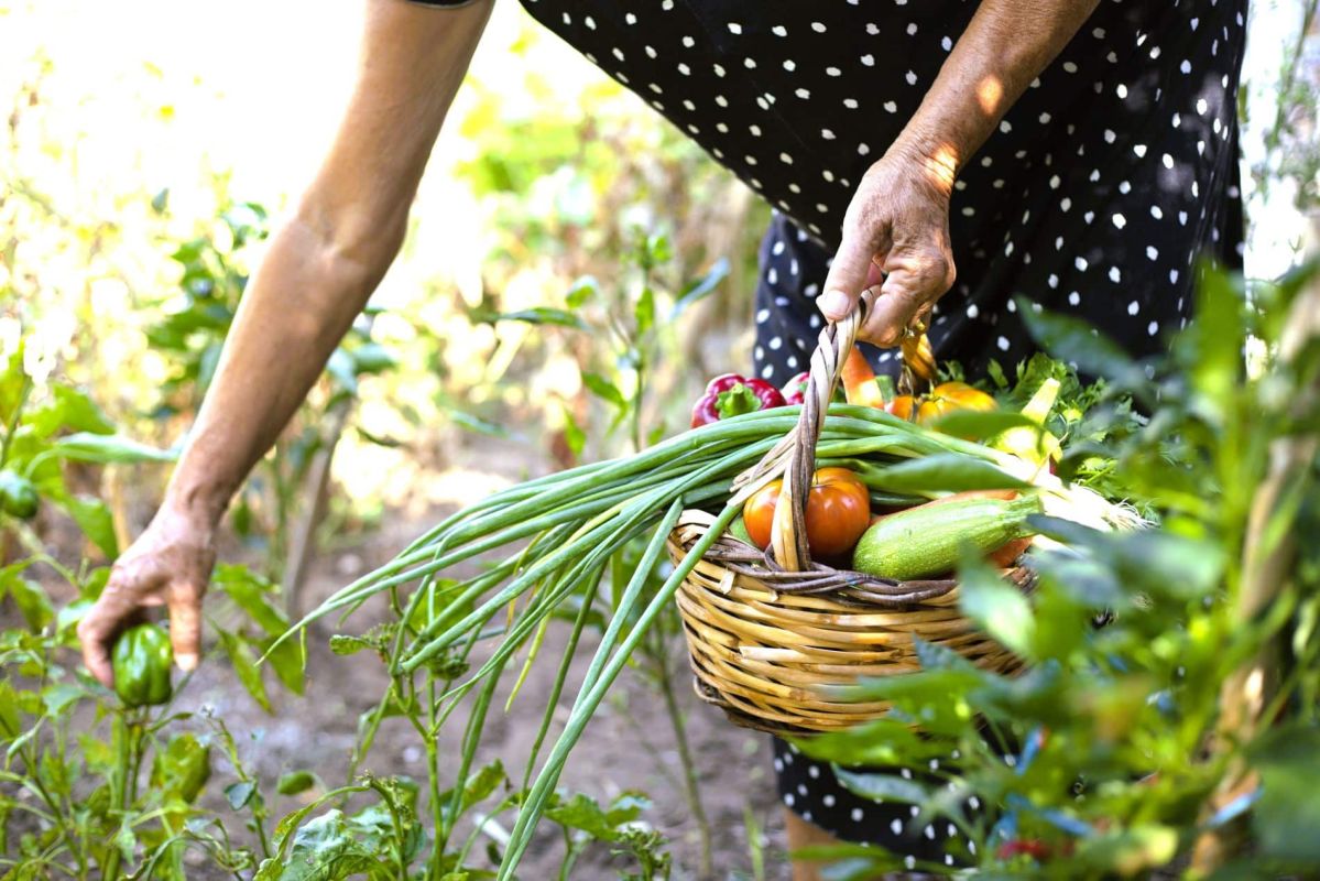 n'attendez pas : 12 légumes à récolter d'urgence ce mois-ci