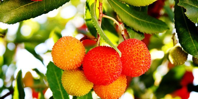 Arbousier (Arbutus unedo) : l'arbre aux trésors fruitiers