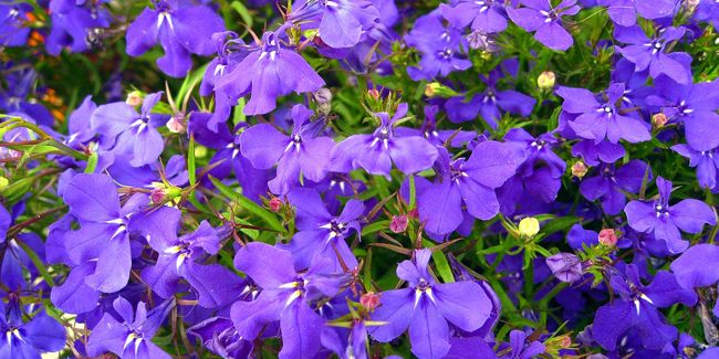 Lobélie (Lobelia erinus), une fleur aux teintes bleues éclatantes
