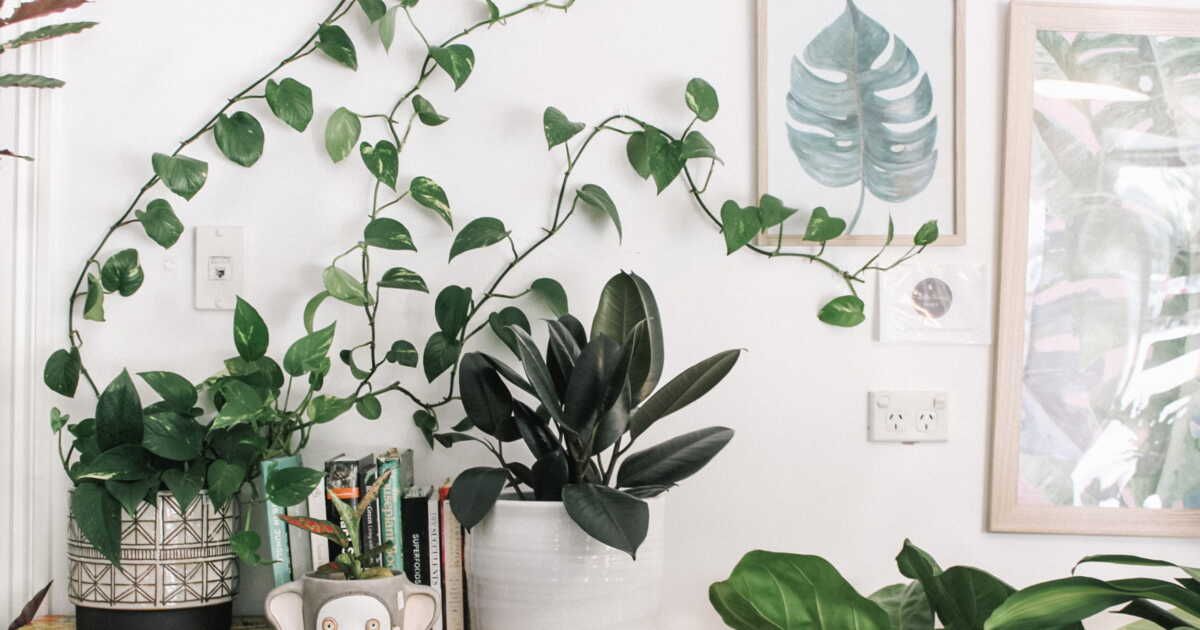 10 astuces incontournables pour chouchouter vos plantes d'intérieur