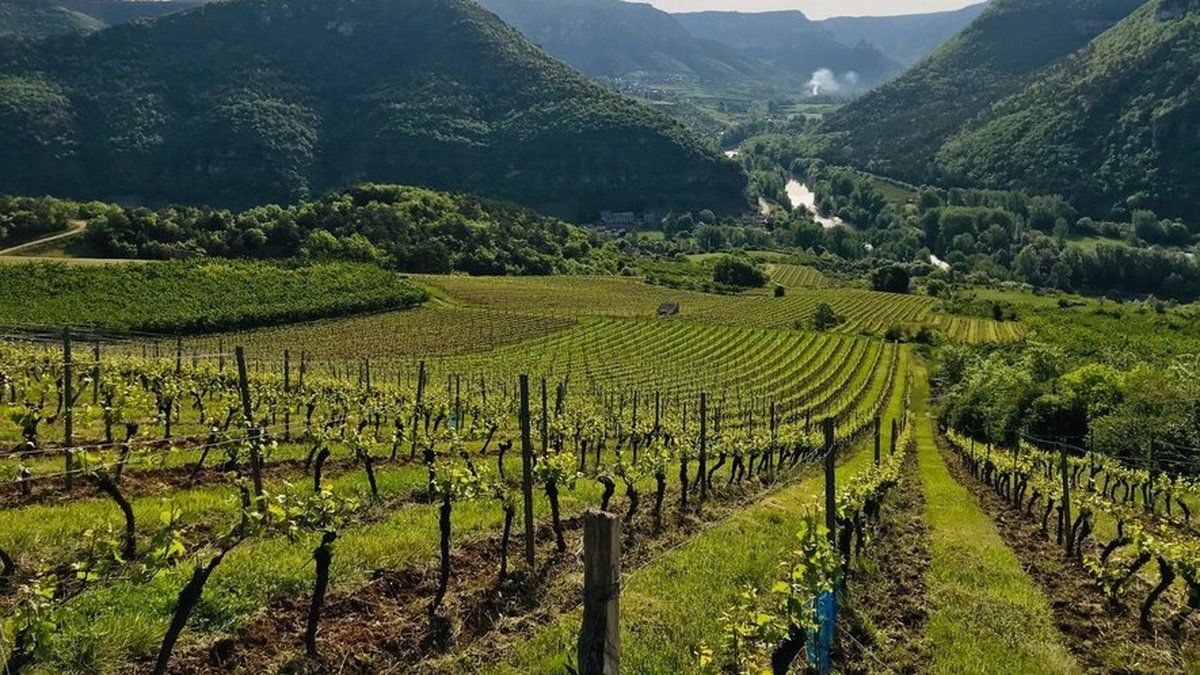 Soutien renforcé pour l'appellation Côtes de Millau : un nouvel souffle pour la viticulture