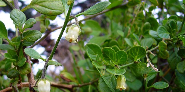 La plante aux clochettes sensibles : le muguet des pampas à surveiller