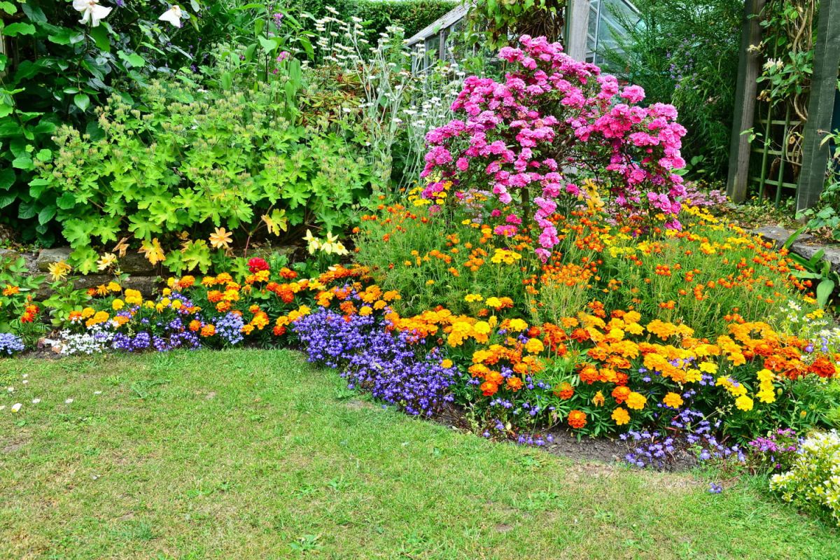 Découvrez cette fleur incontournable pour sublimer votre jardin sans effort