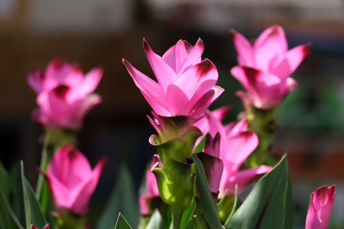 Découvrez le curcuma, la plante ornementale au charme inattendu