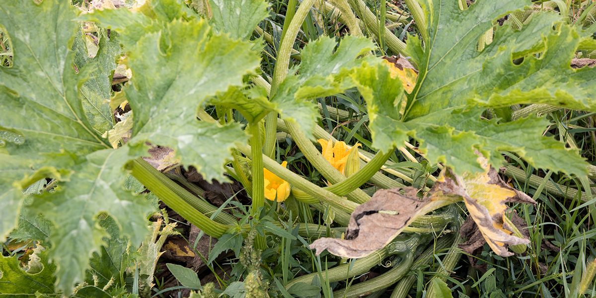 Que planter après les courgettes pour revitaliser le sol ?