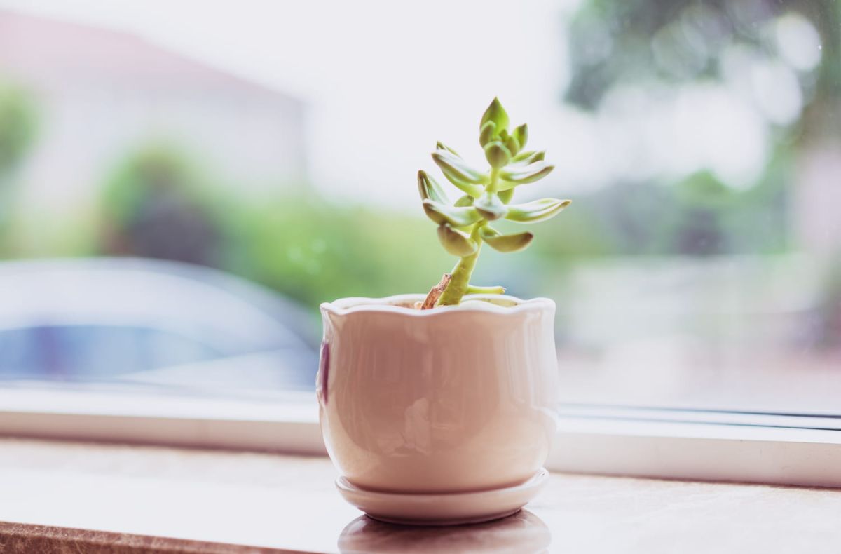 Des plantes qui penchent : identifier les causes et redresser votre verdure