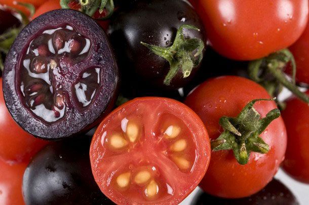 Découverte étonnante : le jus de tomates violettes pour combattre les maladies cardiovasculaires