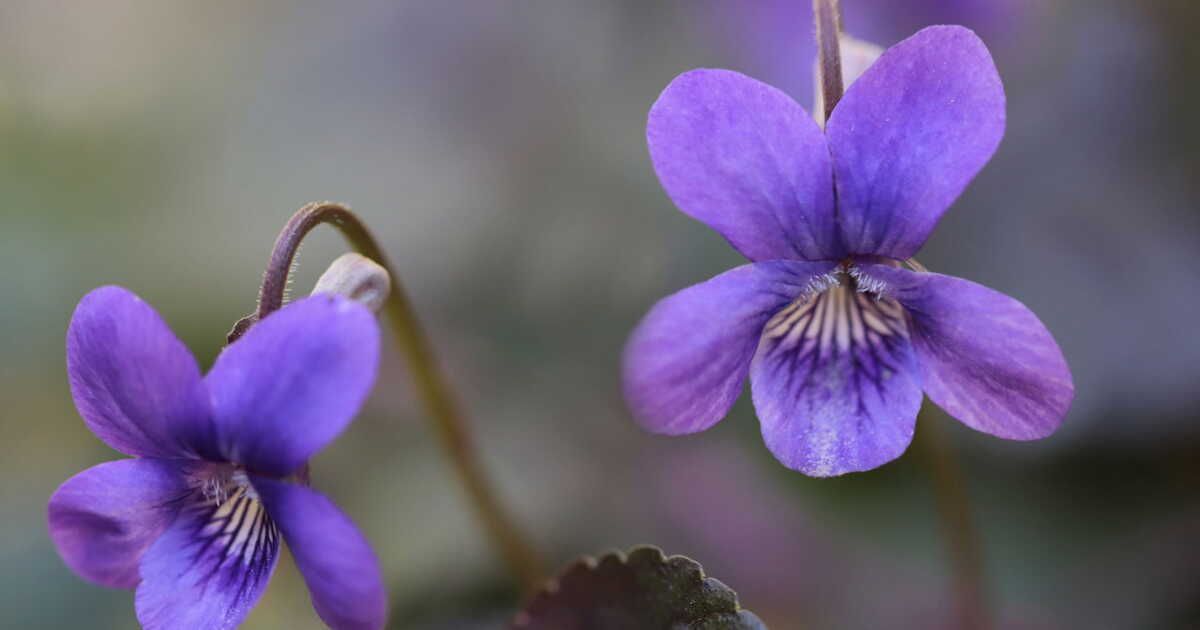 La violette : une fleur qui enchante le printemps