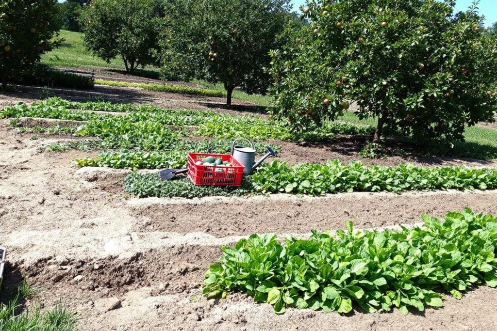 préparer votre potager en août et septembre pour des récoltes d'automne réussies